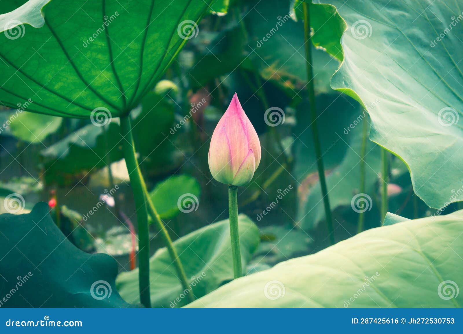 The Bud of a Lotus Flower in a Lotus Pond Stock Photo Image of spring