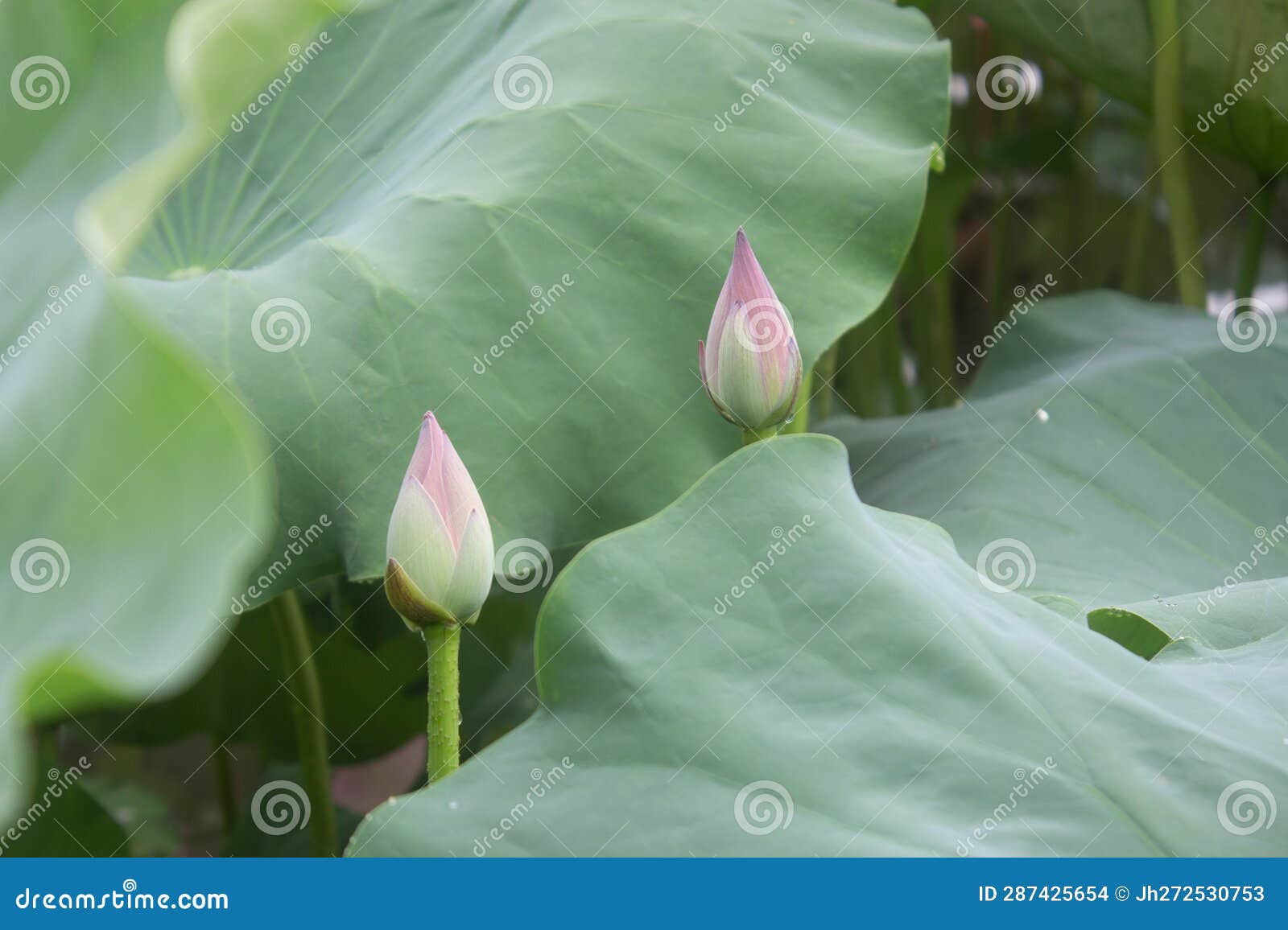 The Bud of a Lotus Flower in a Lotus Pond Stock Photo Image of