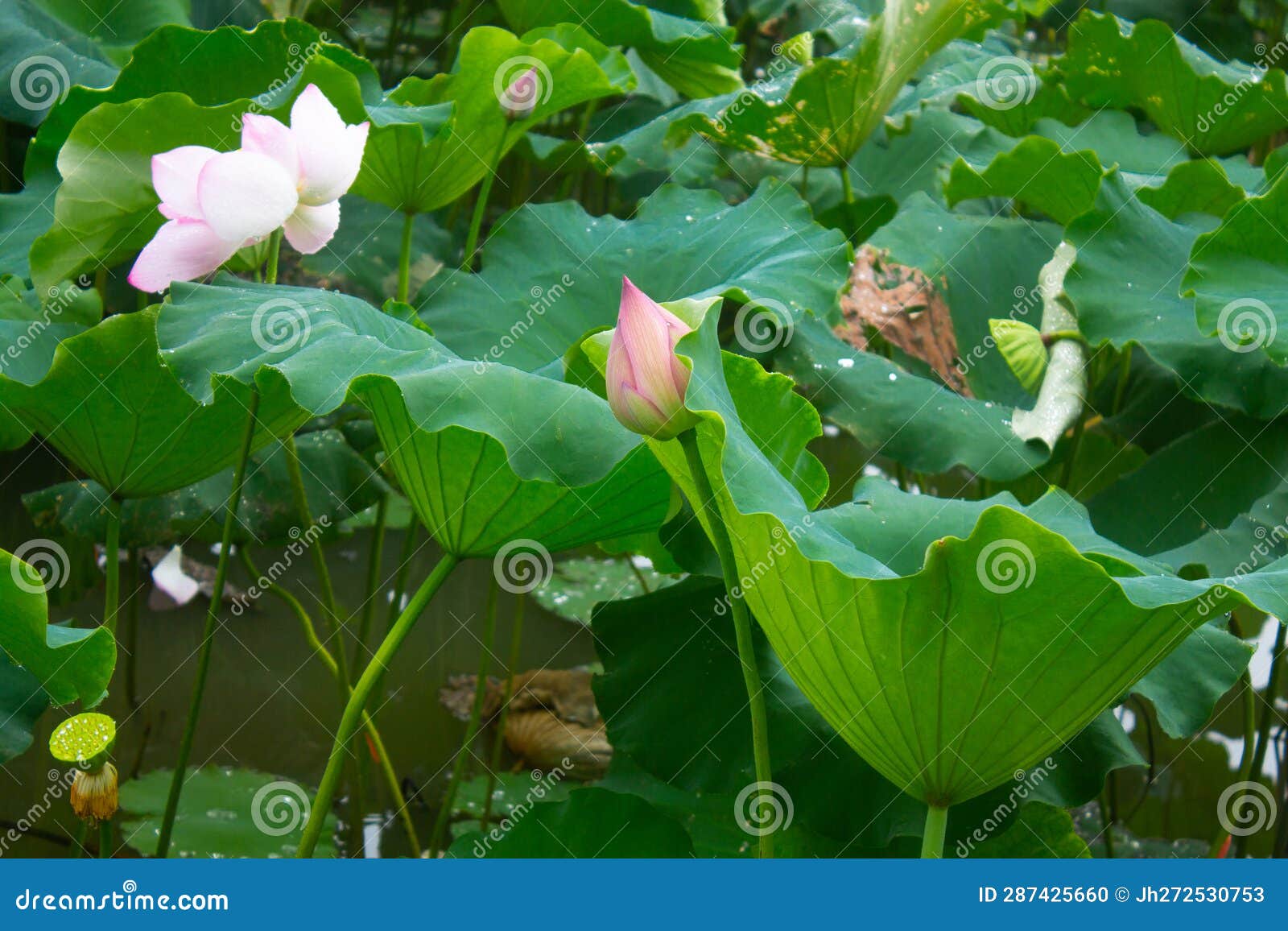 The Bud of a Lotus Flower in a Lotus Pond Stock Photo Image of garden