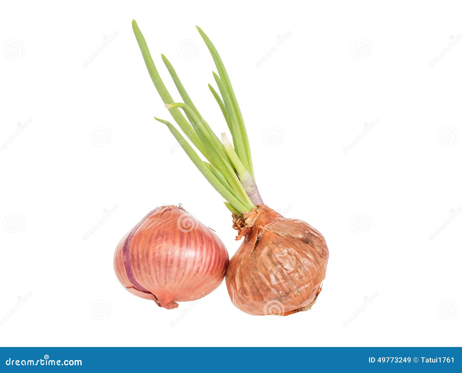 Bud Onion, Isolated on White Background Stock Image Image of shallots