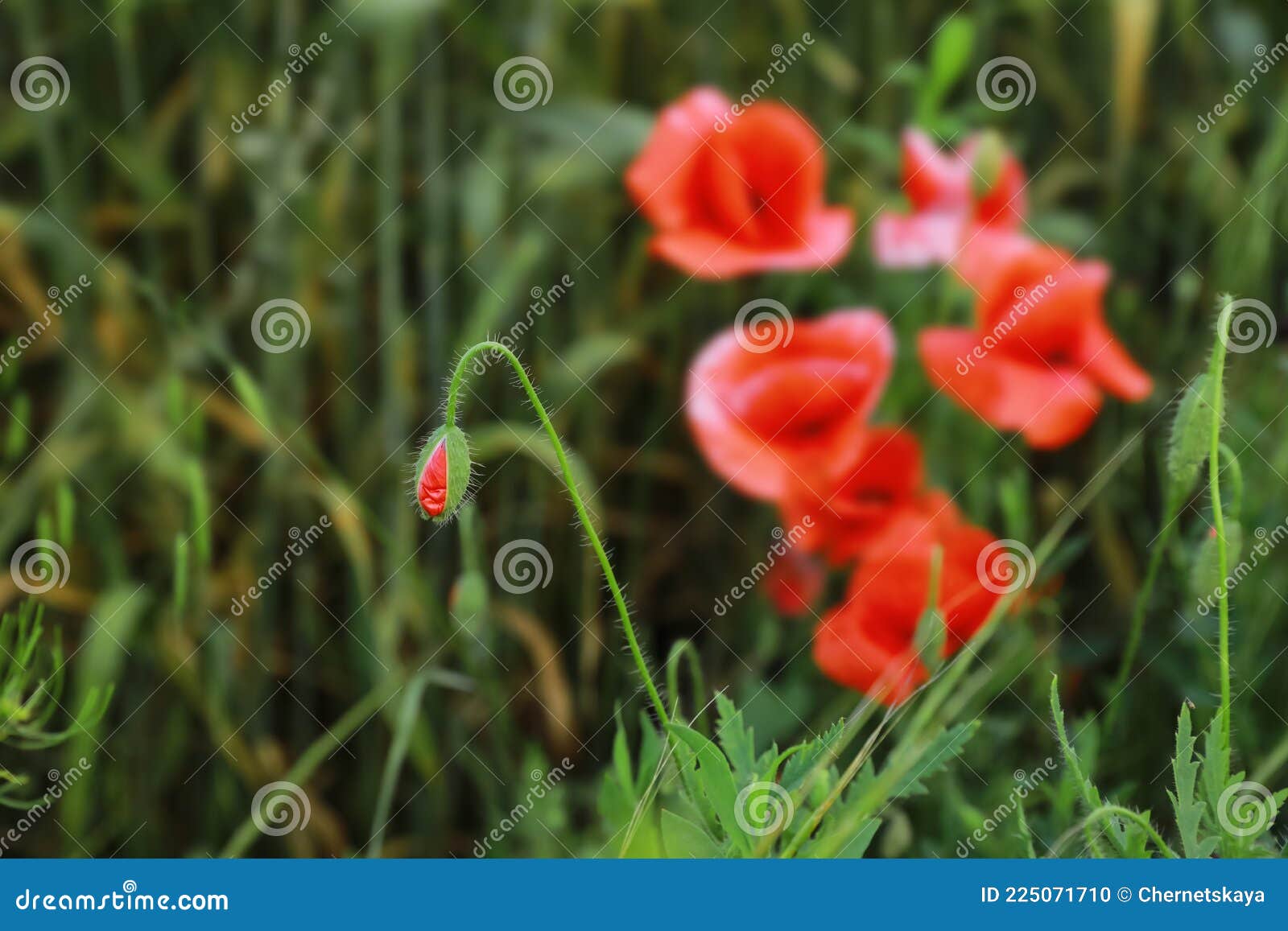 Bud of Poppy Seed Flower in Field Stock Photo Image of outdoors