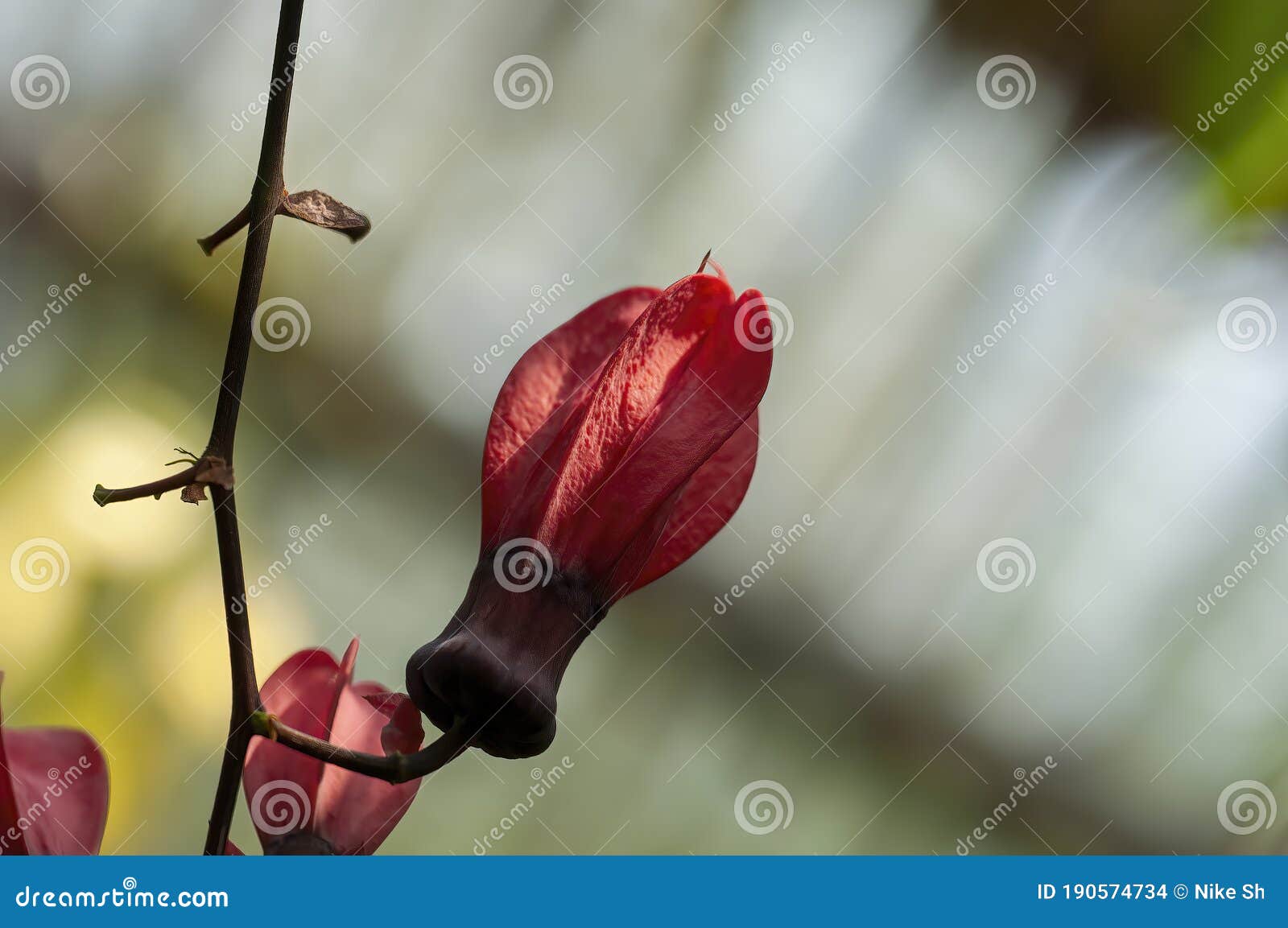 Red Passion Flower bud stock photo. Image of flowers 190574734