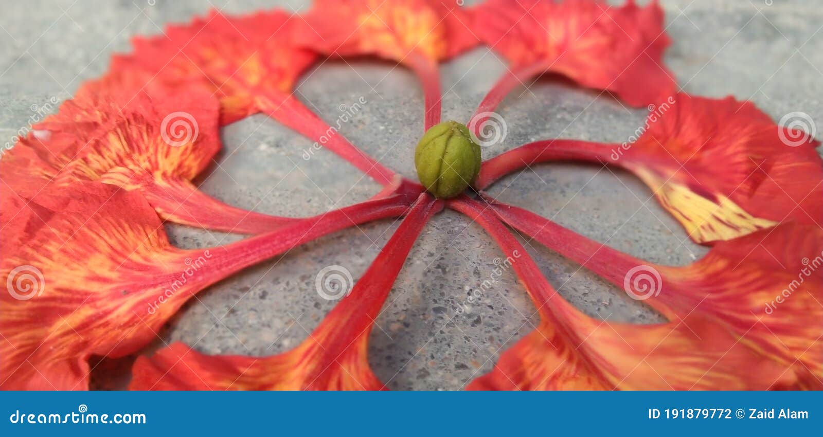 Flower and Buds Buds of Indian Fire Tree Philippines Stock Photo