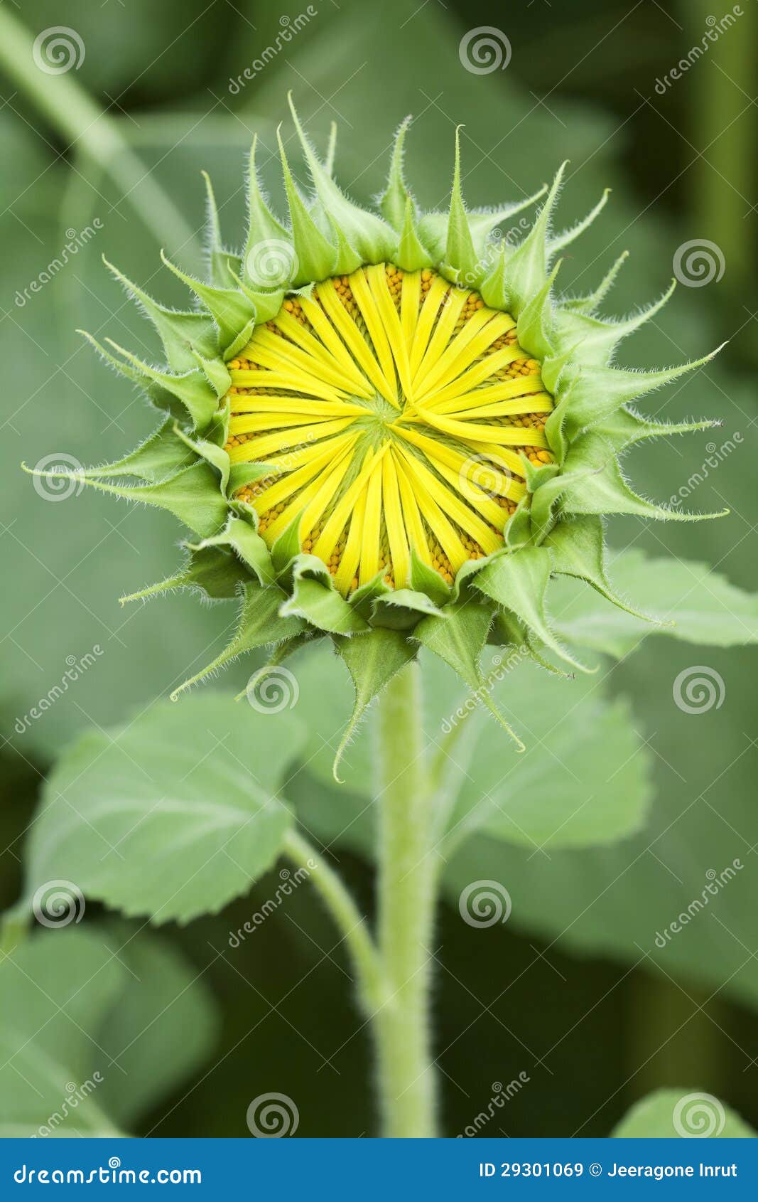 Bud sunflowers stock image. Image of petal, growing, natural 29301069
