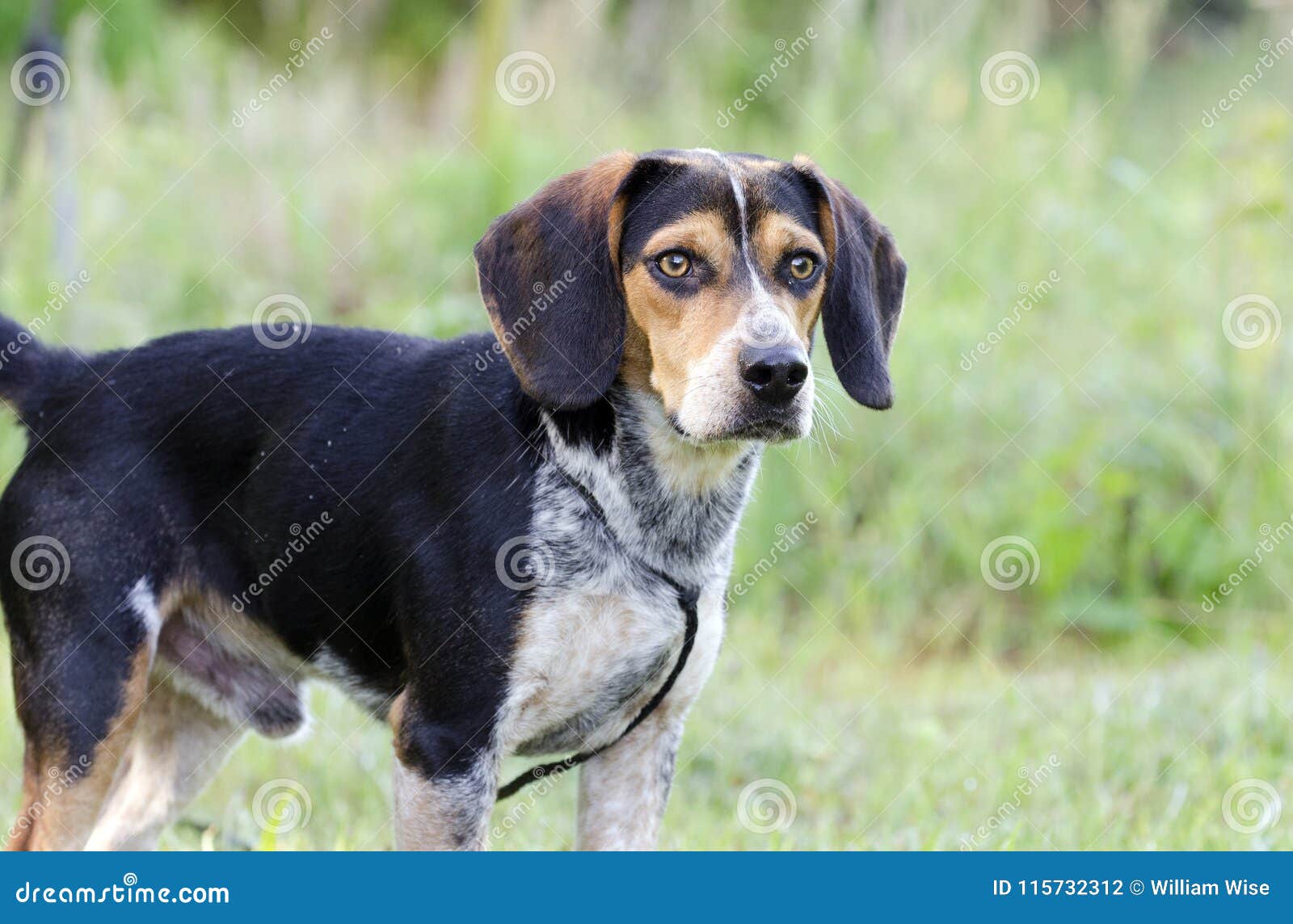 beagle adoption