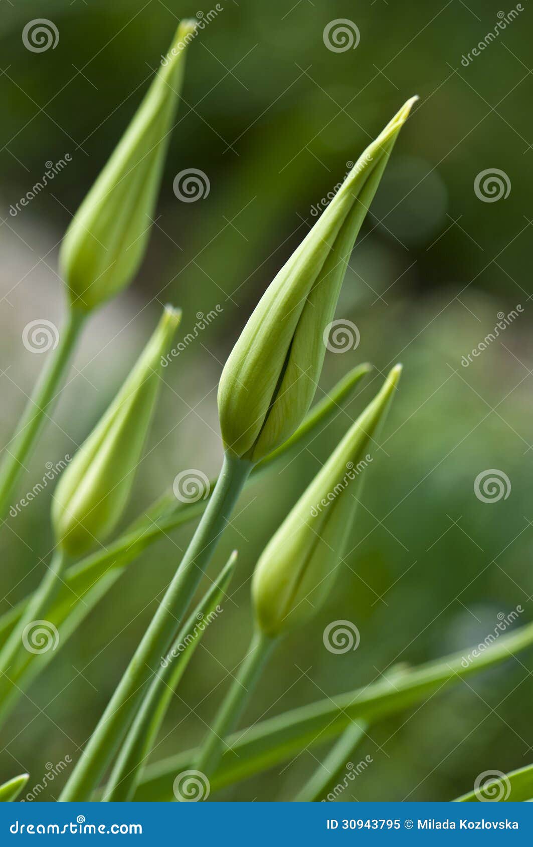 Bud of tulip stock image. Image of macro, garden, lily 30943795