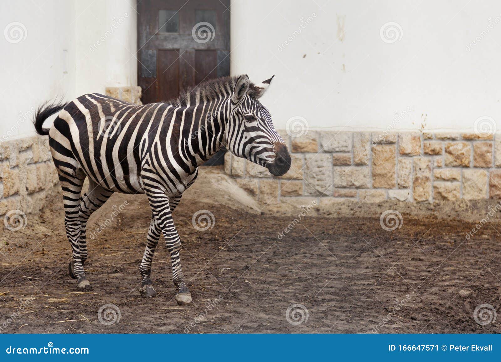 Zebra at the Zoo in Budapest Stock Image Image of nature, outdoor