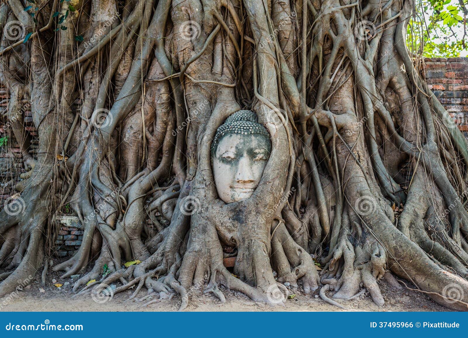buddha head banyan tree wat mahathat ayutthaya bangkok thailand