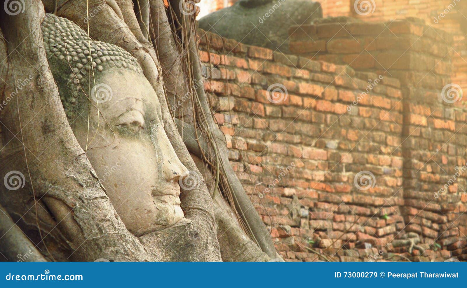 Buddha Head Statue Under Root Tree Stock Image Image of buddhism