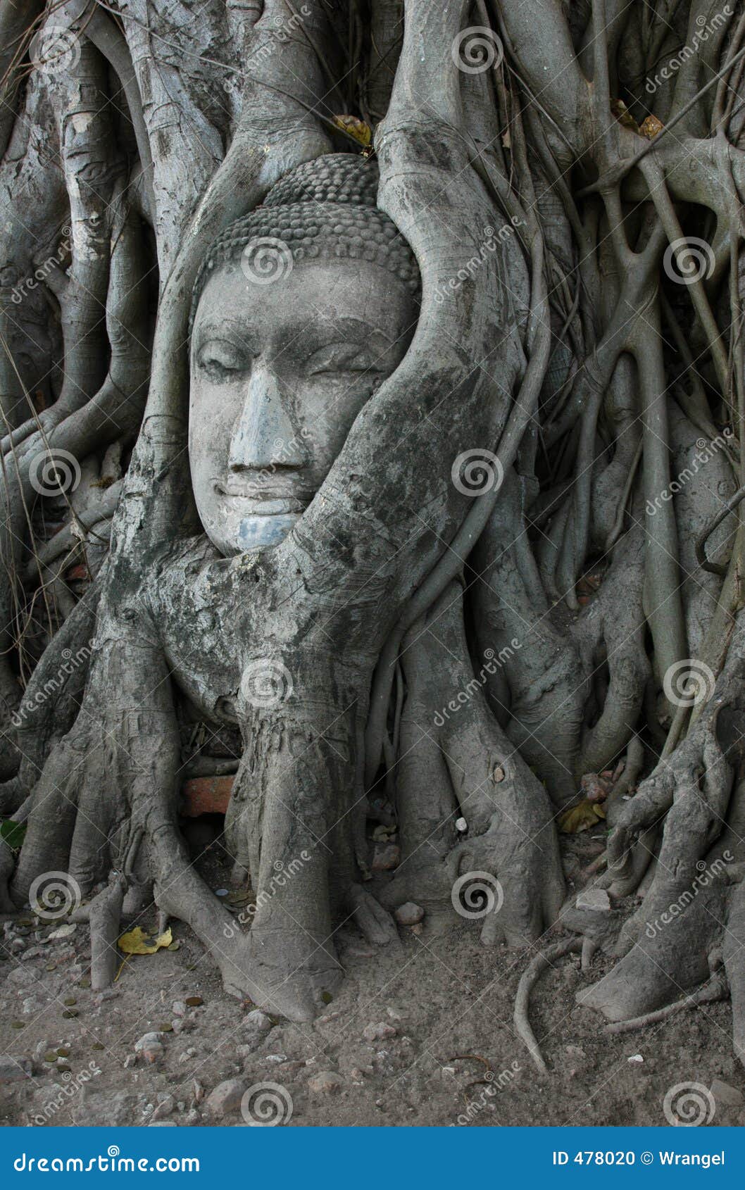 buddha head surrounded by roots