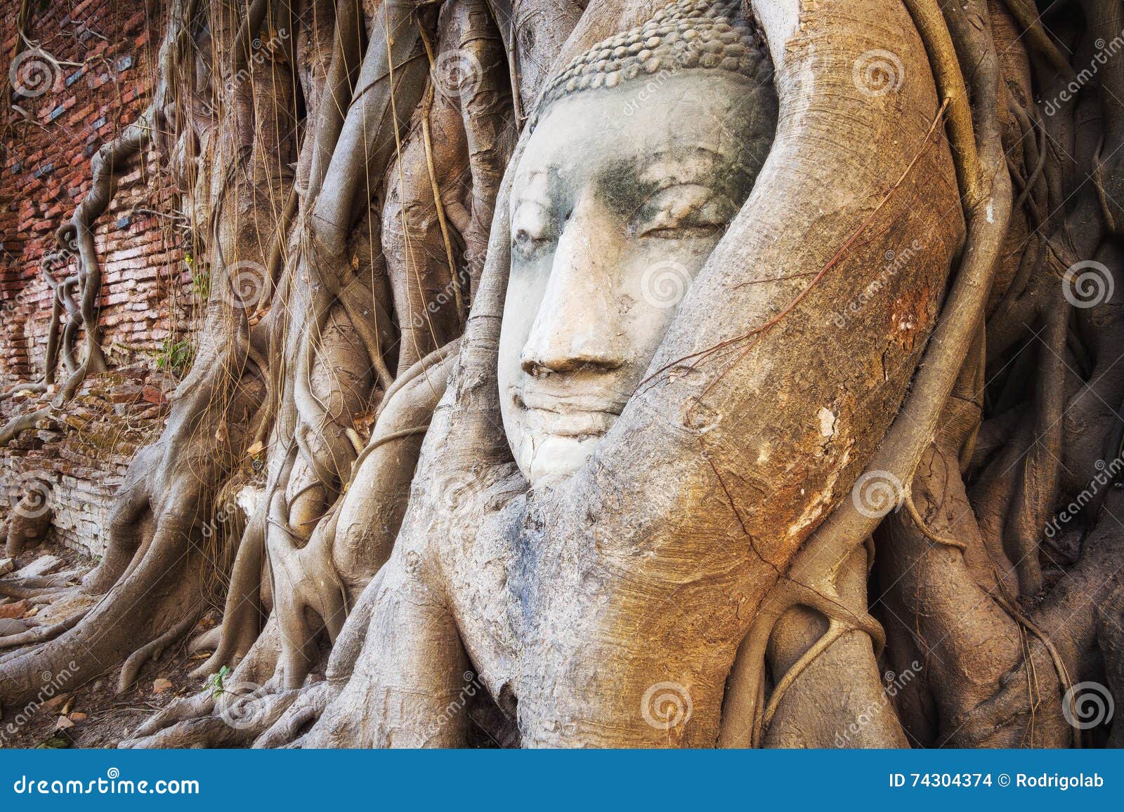 buddha head in the tree trunk, ayutthaya, thailand