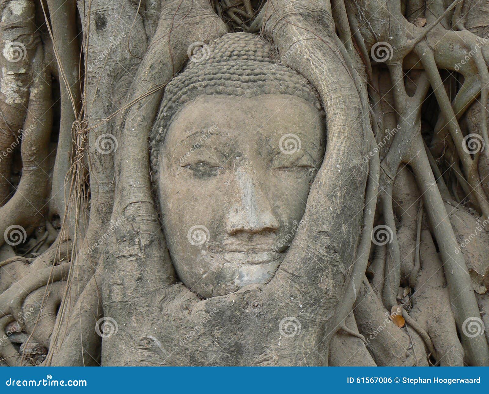 buddha head, wat maha that temple, ayutthaya, thailand