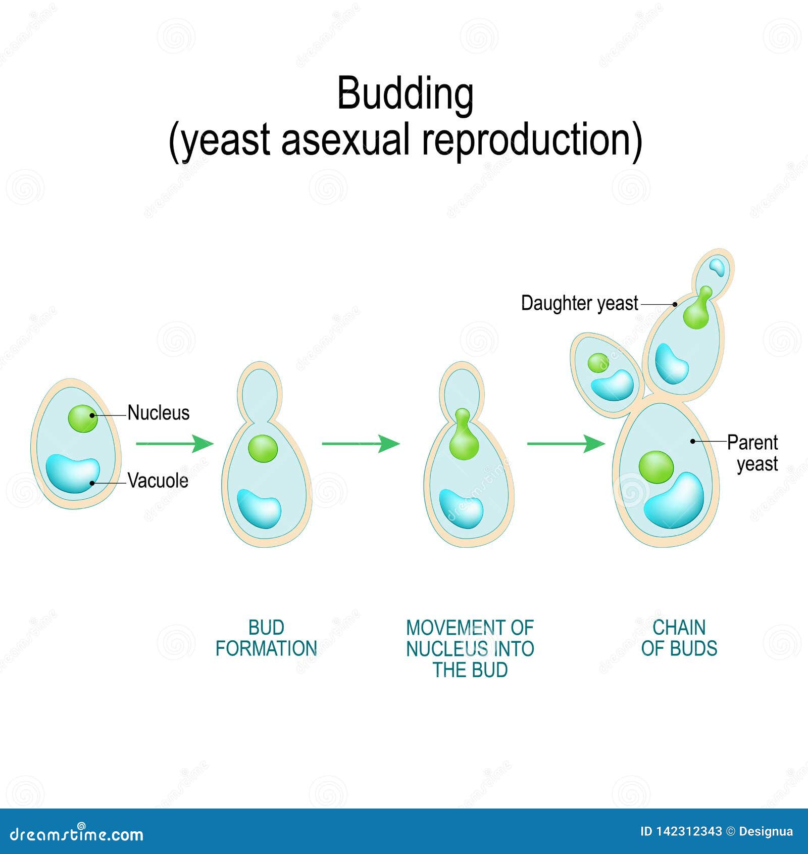 Budding Asexual Reproduction Of Yeast Cell Stock Vector Illustration