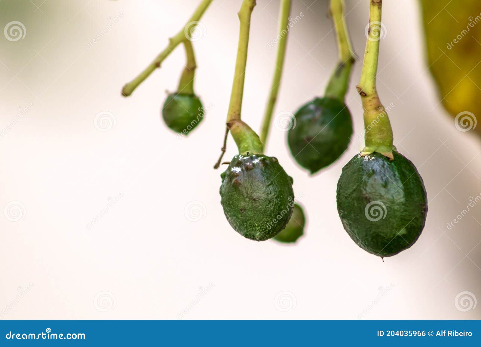 Budding Avocado Tree, Baby Fruit on Tree, Fruit Set Avocado Tree Stock