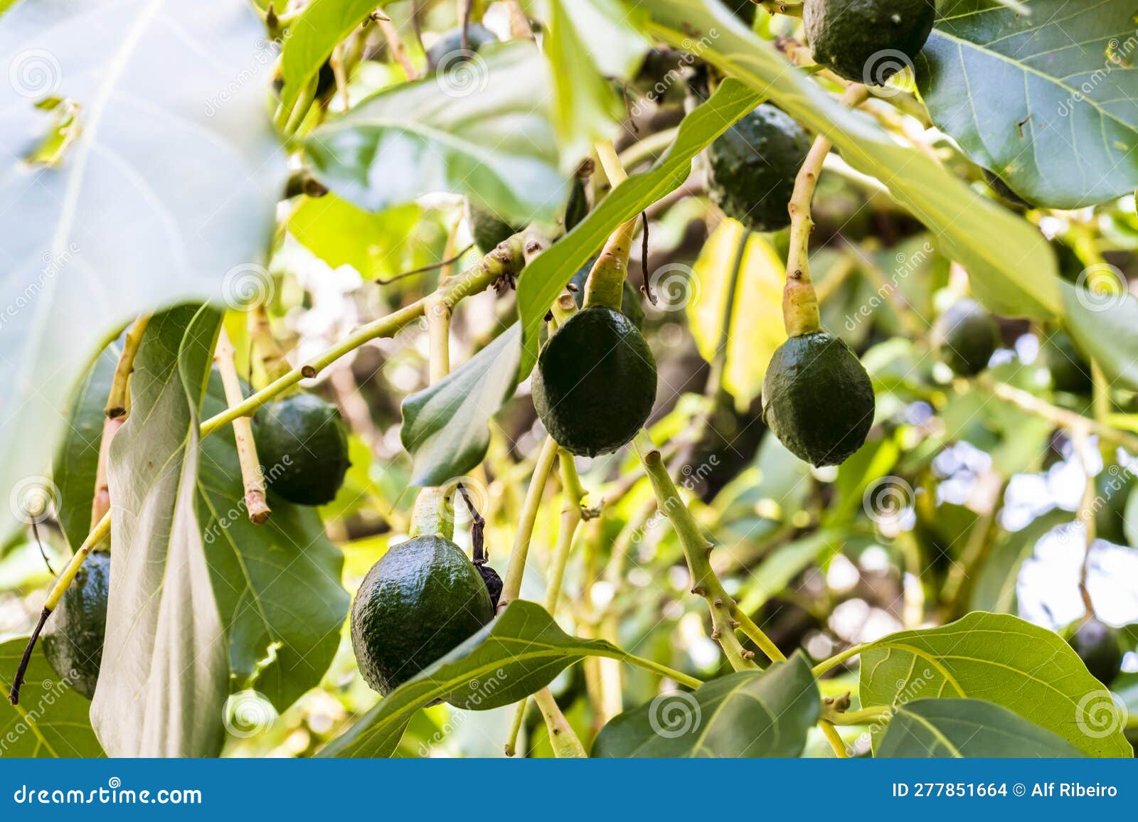 Budding Avocado Tree, Baby Fruit on Tree, Fruit Set Avocado Tree Stock