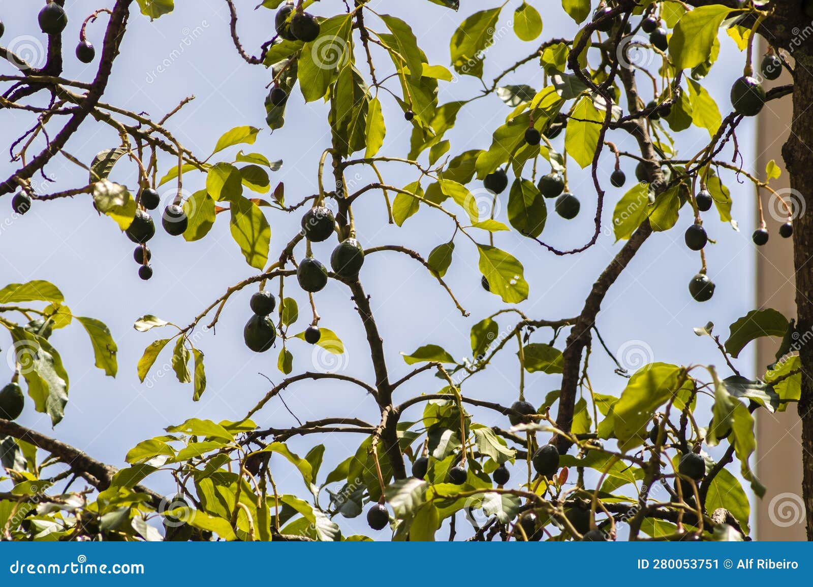 Budding Avocado Tree, Baby Fruit on Tree, Fruit Set Avocado Tree, Green  Leaves Stock Image - Image of leaf, fresh: 280053751, image size:1600x1156