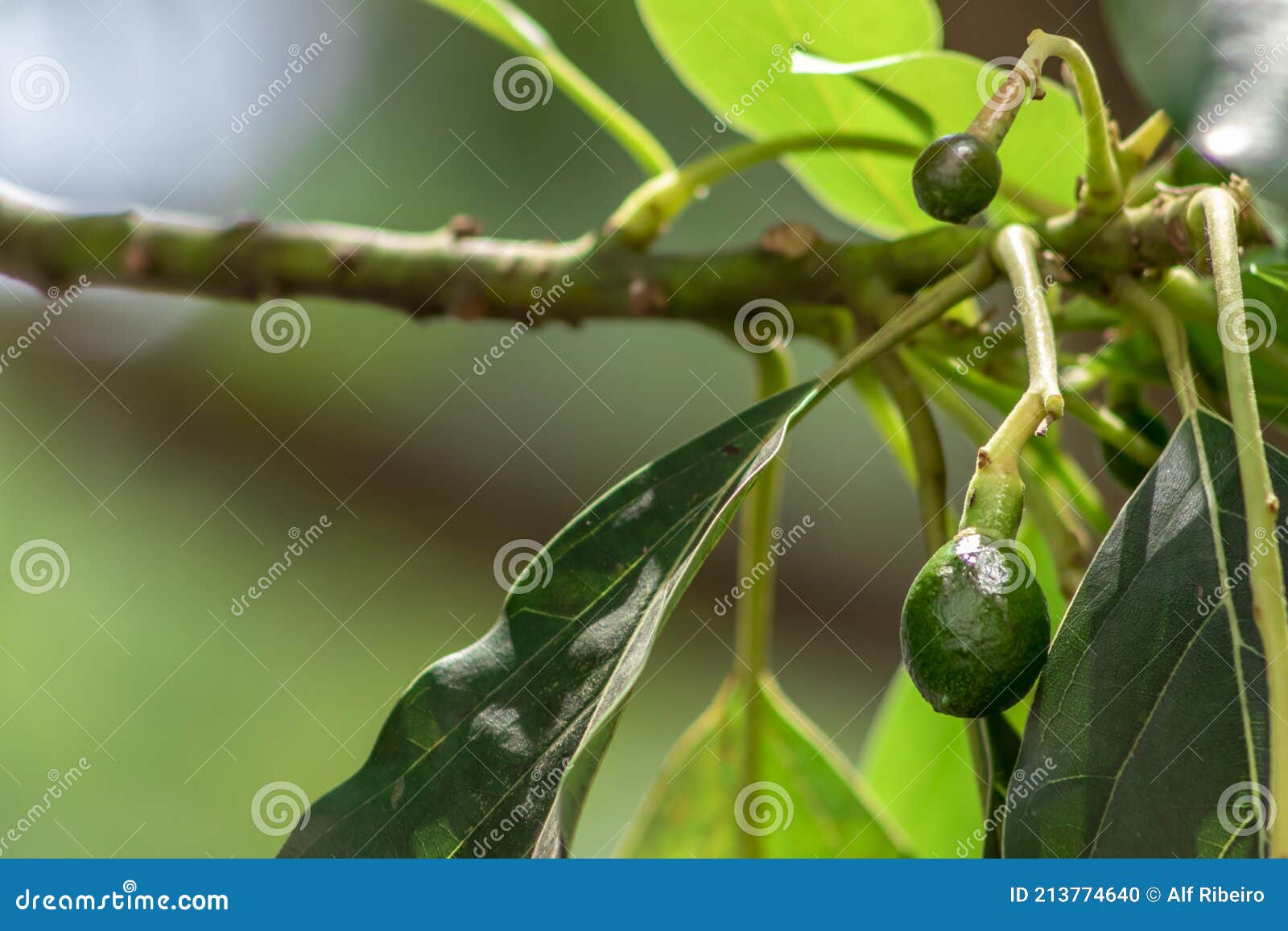 Budding Avocado Tree, Baby Fruit on Tree, Stock Photo Image of