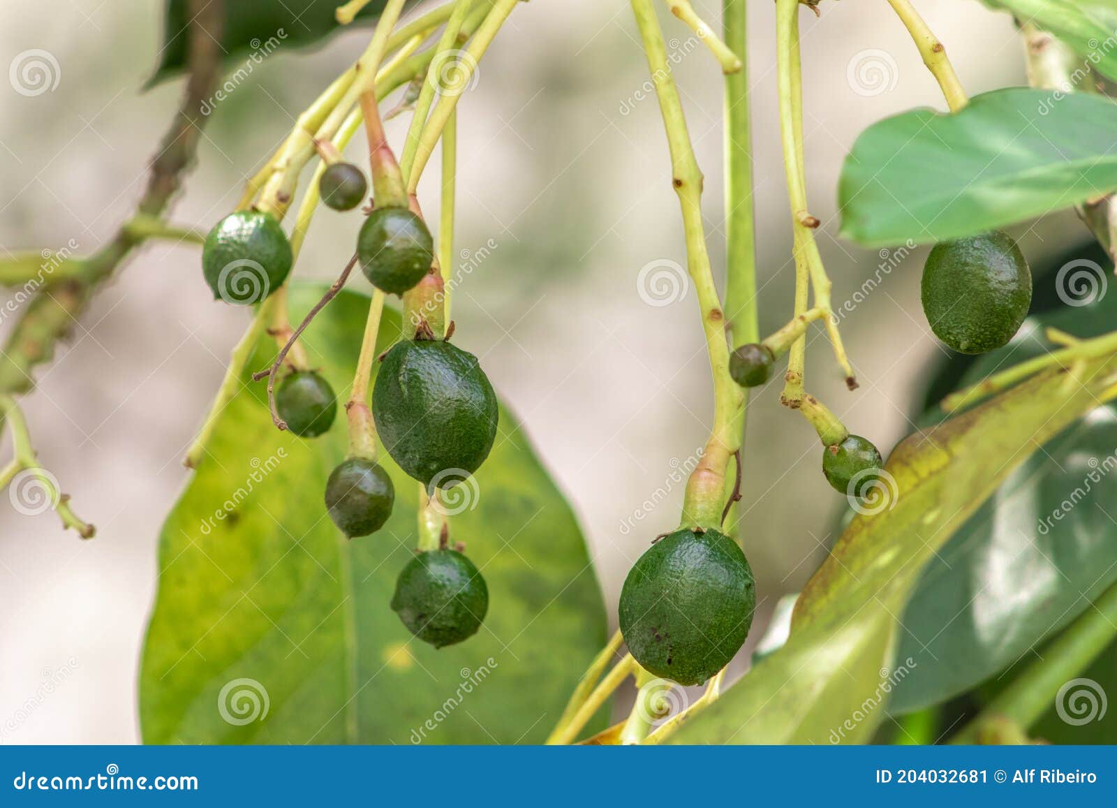 Budding Avocado Tree, Baby Fruit on Tree, Fruit Set Avocado Tree Stock
