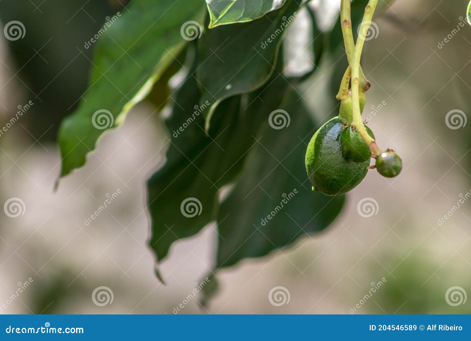 Budding Avocado Tree, Baby Fruit on Tree, Fruit Set Avocado Tree Stock