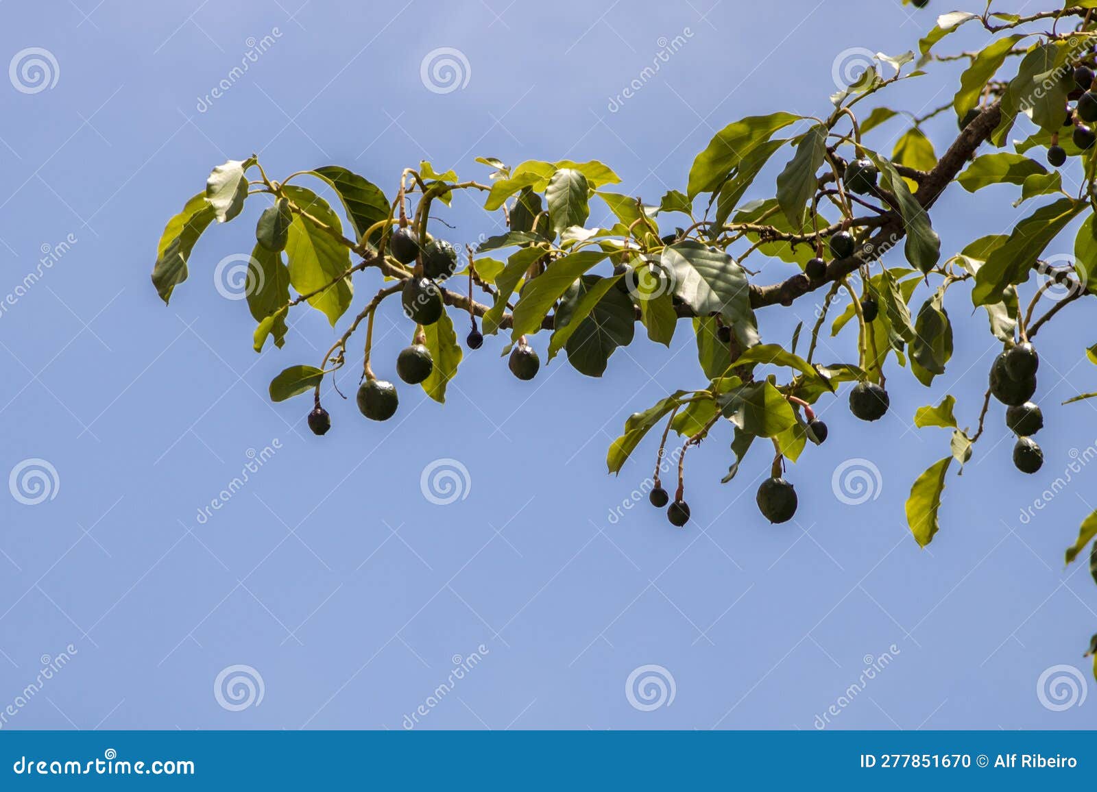 Budding Avocado Tree, Baby Fruit on Tree, Fruit Set Avocado Tree Stock