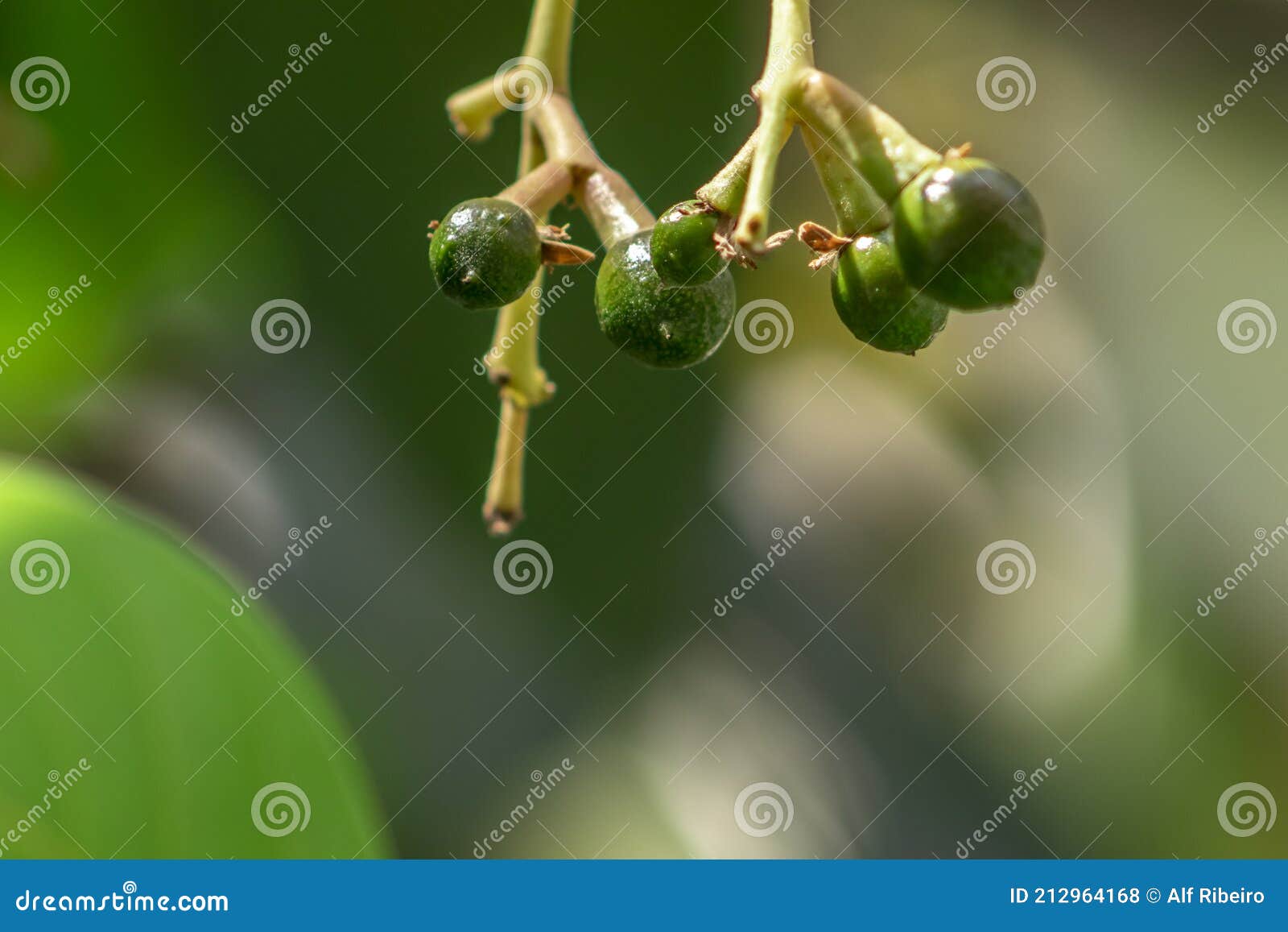 Budding Avocado Tree, Baby Fruit on Tree, Fruit Set Avocado Tree, Green