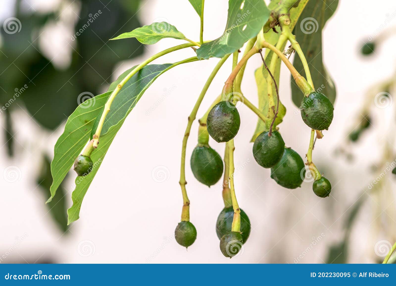 Budding Avocado Tree, Baby Fruit on Tree, Fruit Set Avocado Tree, Green