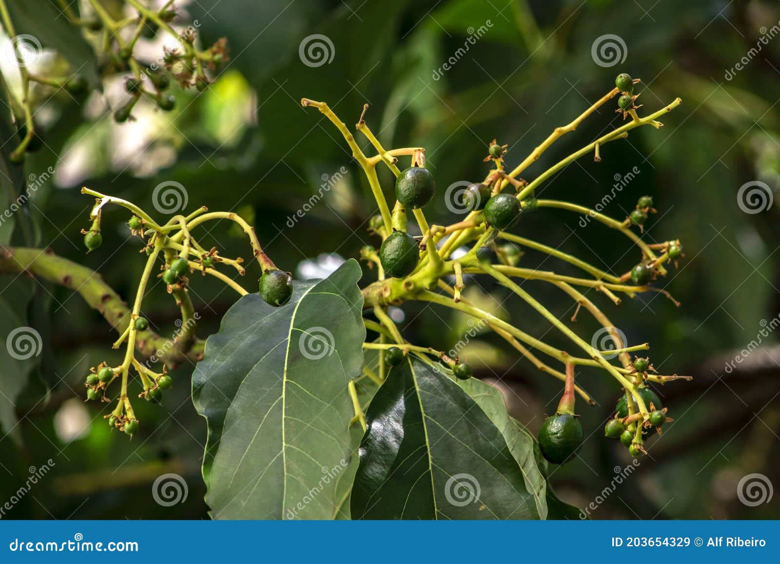 Budding Avocado Tree, Baby Fruit on Tree, Fruit Set Avocado Tree, Green
