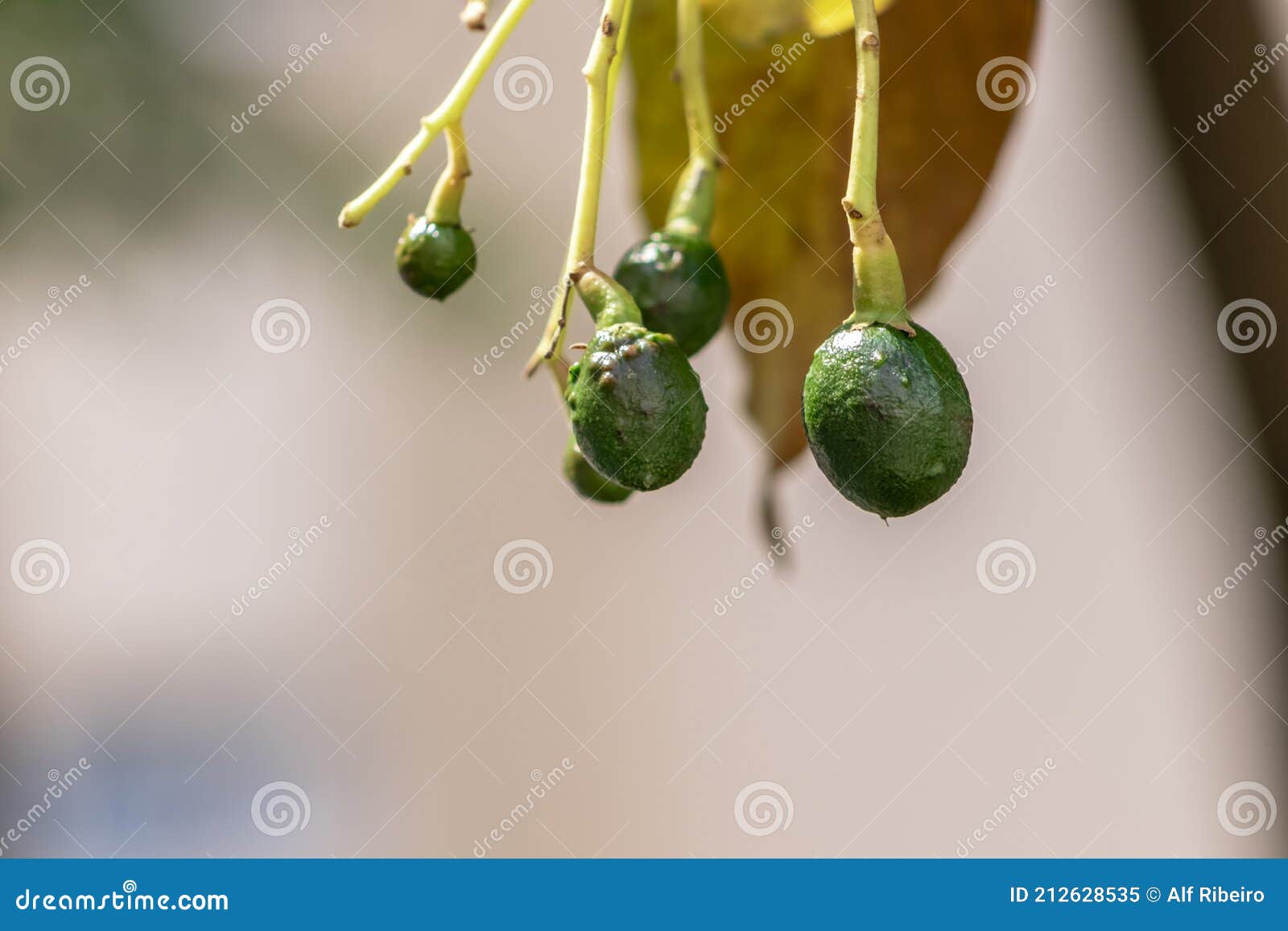 Budding Avocado Tree, Baby Fruit on Tree, Fruit Set Avocado Tree Stock