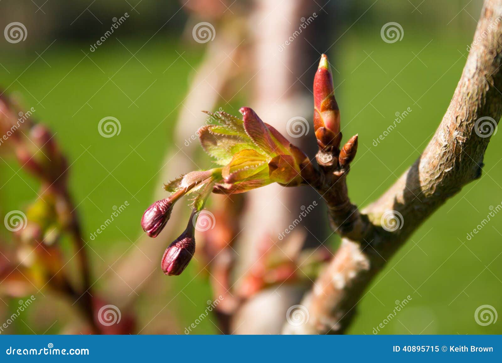 Budding Branch on Cherry Tree Stock Image Image of flowering, branch