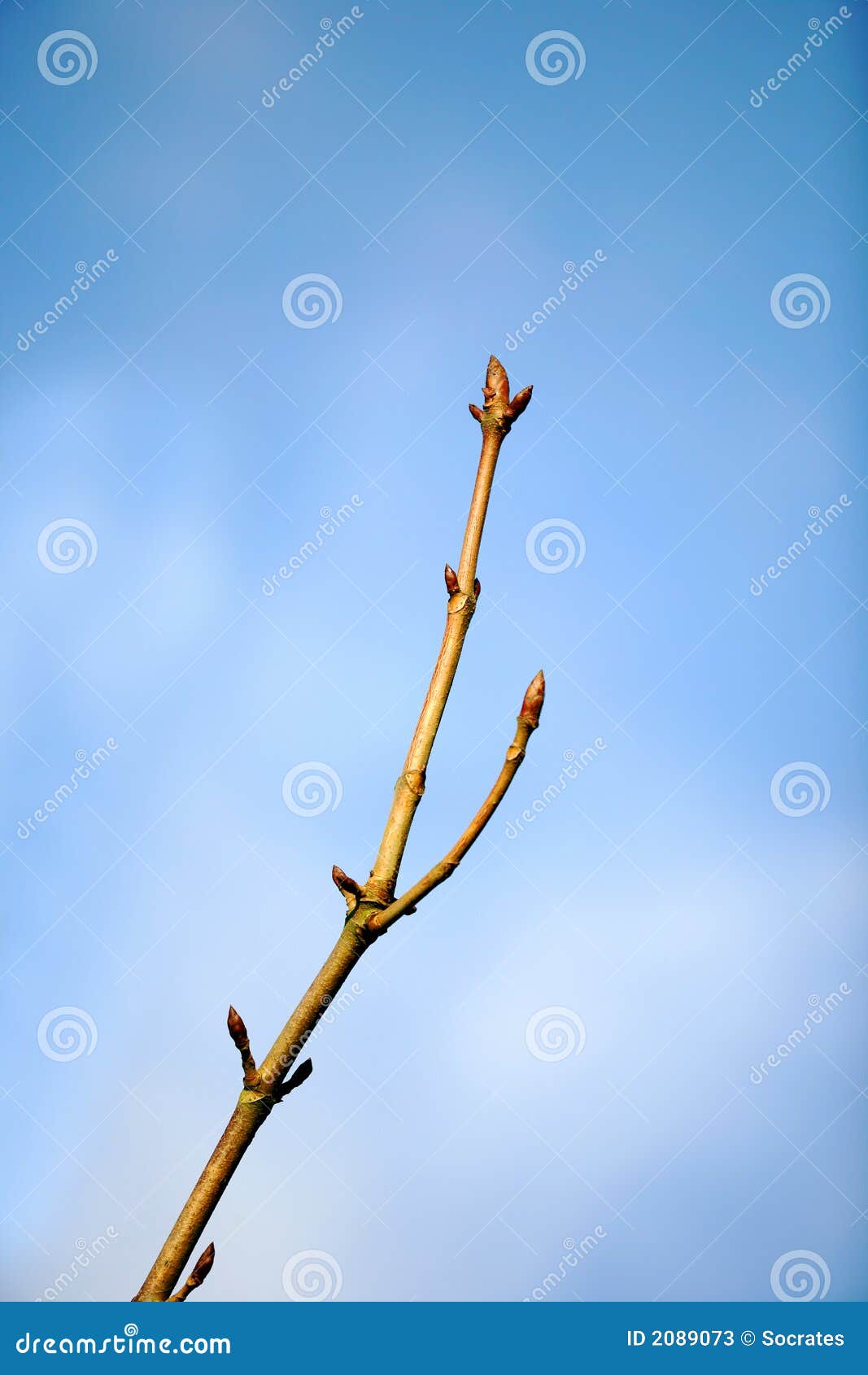 budding branch of tree