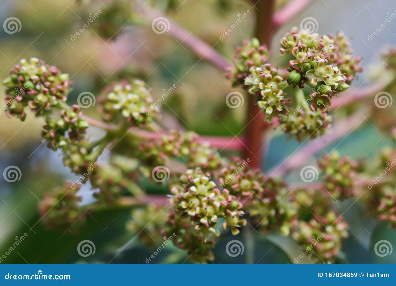 Budding Fruit on Flowering Mango Tree Stock Image Image of seasonal