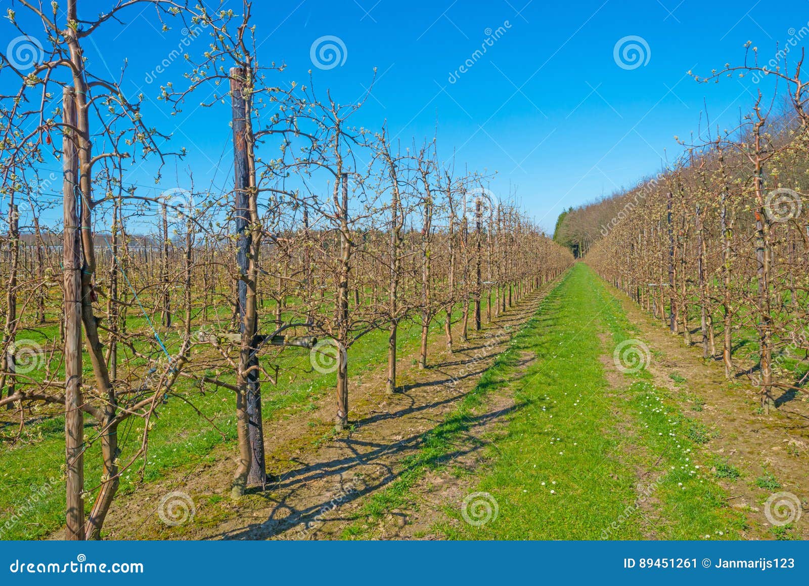 Budding Fruit Trees in an Orchard in Spring Stock Image Image of