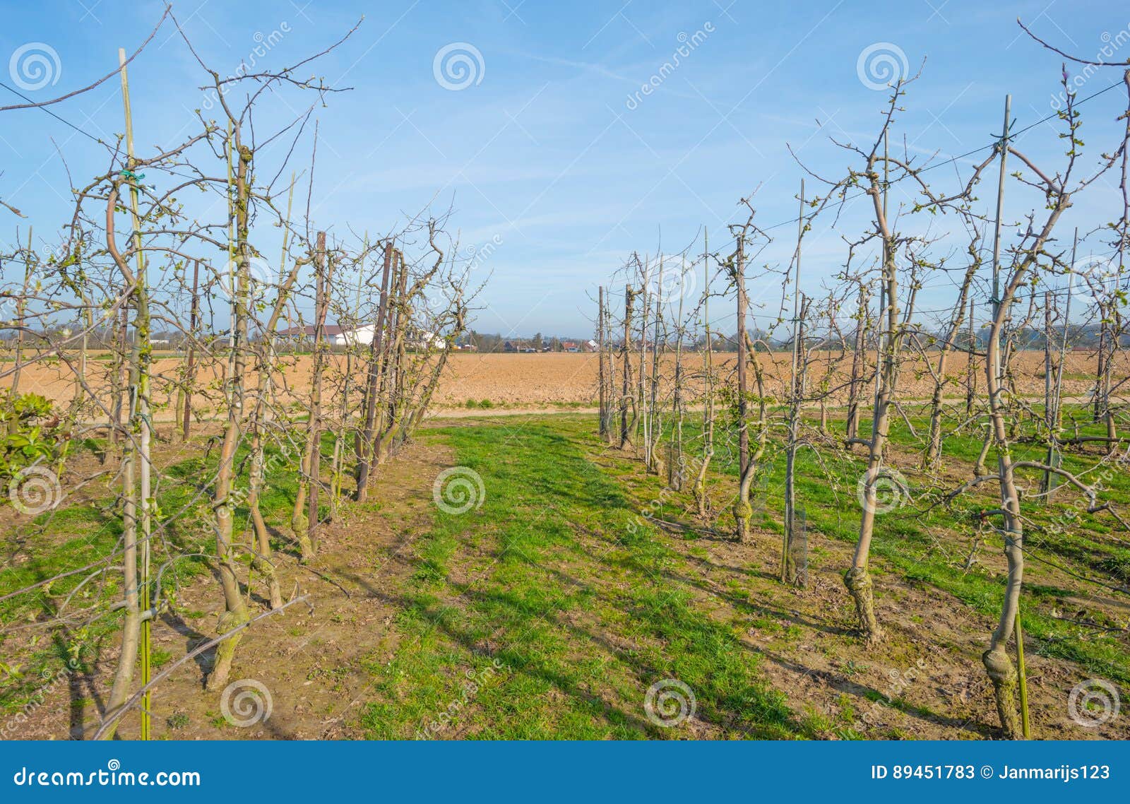 Budding Fruit Trees in an Orchard in Spring Stock Image Image of