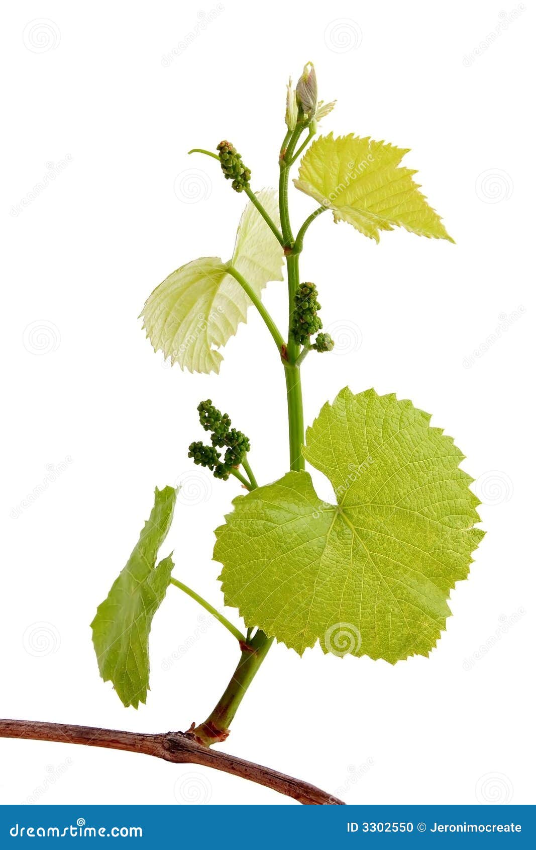 31,300 Budding Pokies Stock Photos - Free & Royalty-Free Stock Photos from  Dreamstime