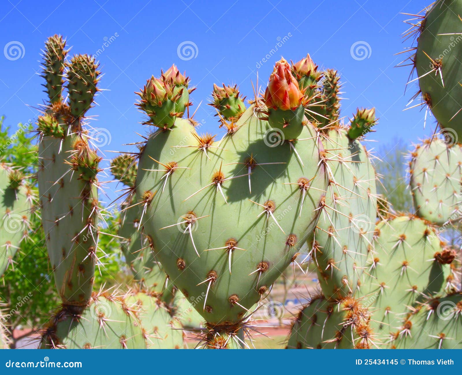 usa, arizona: prickly pear cactus: a budding heart