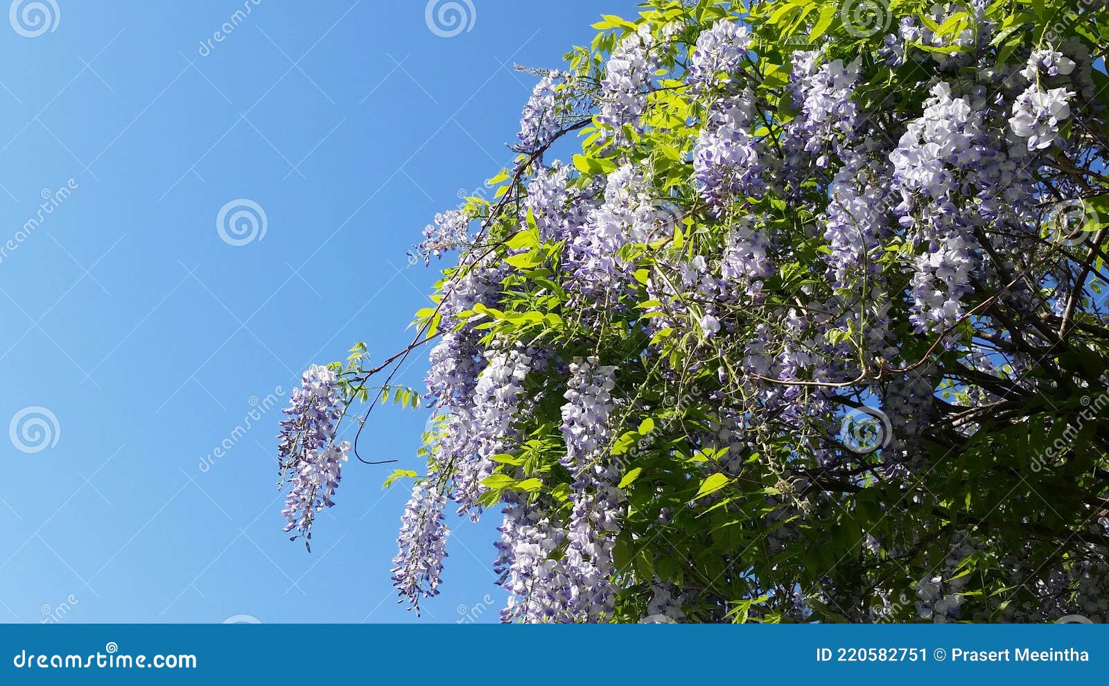 Sweet Violet Japan Wisteria Blooms Stock Image Image of blossom, buds