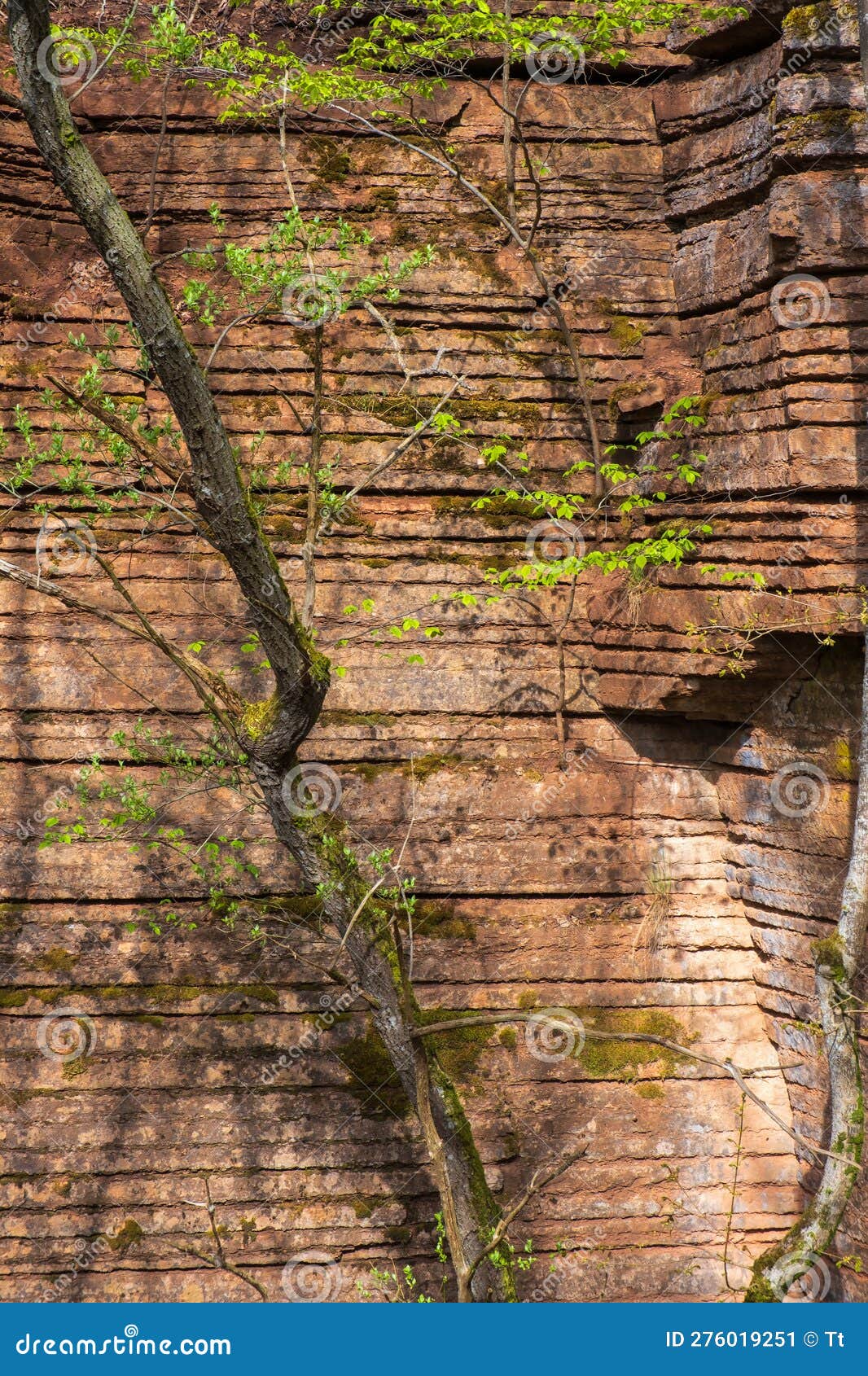 Budding Trees at a Rock Face in a Ravine Stock Image Image of leaves