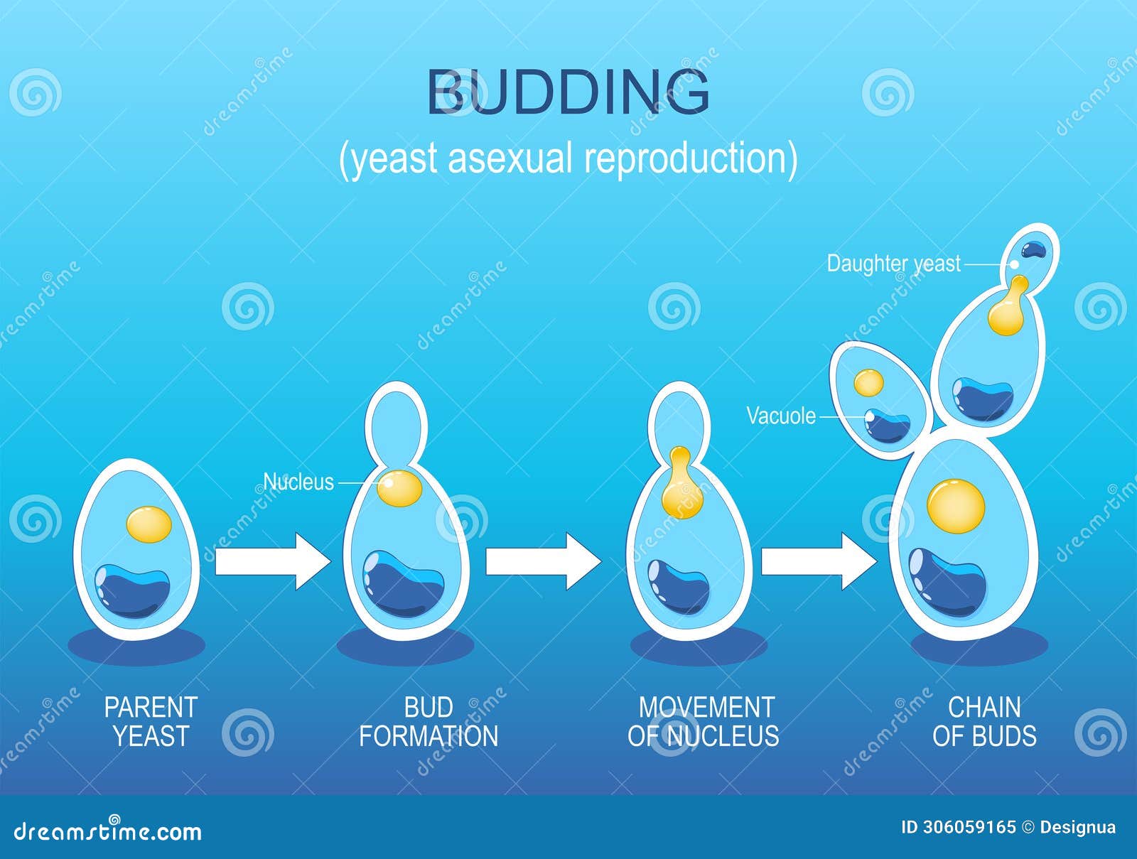 budding. yeast asexual reproduction. fungi