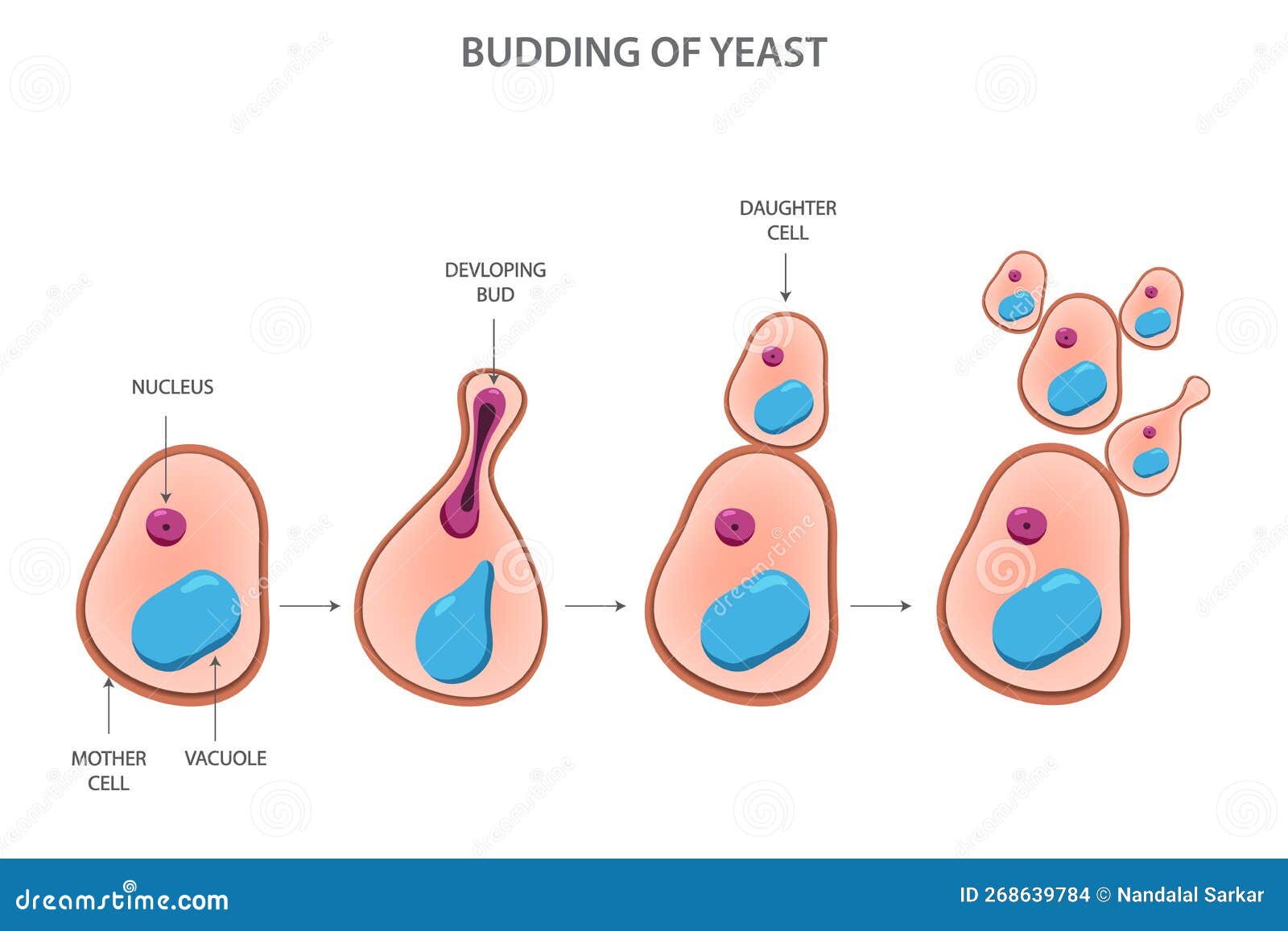Budding Of Yeast Asexual Reproduction Of Yeast Cell Vector
