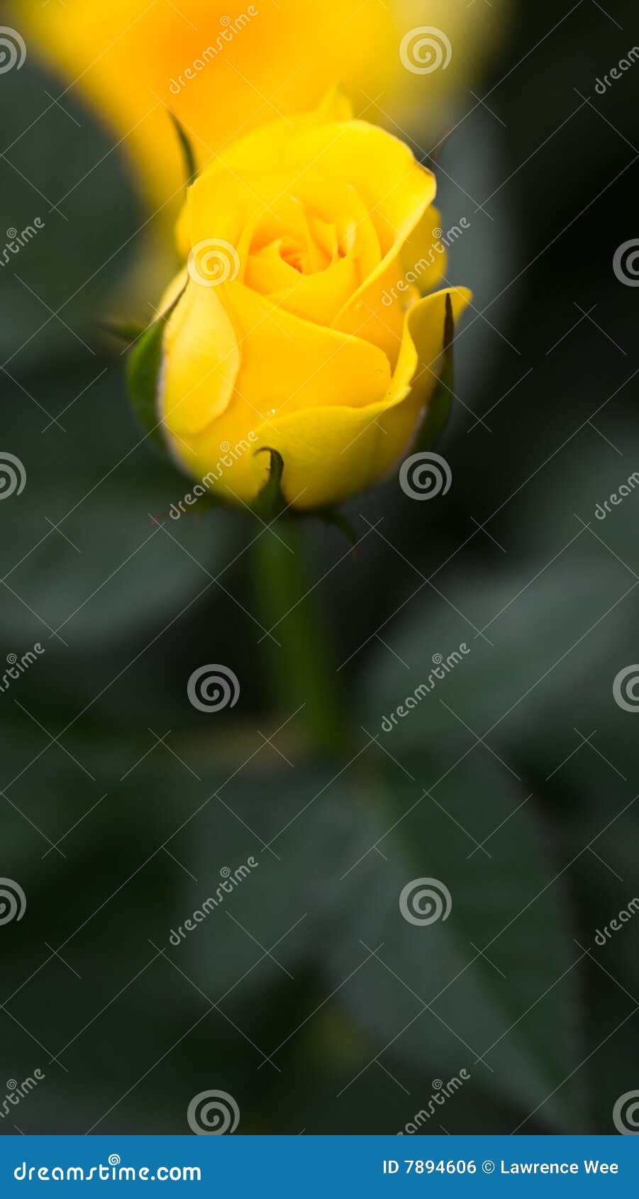 budding yellow rose