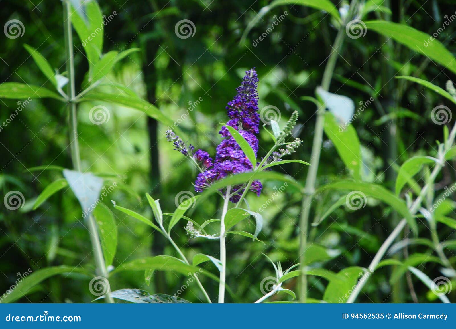 Buddleia Farfalla Bush Inglese Dell Imperatore Porpora Della Farfalla Immagine Stock Immagine Di Organico Cespuglio