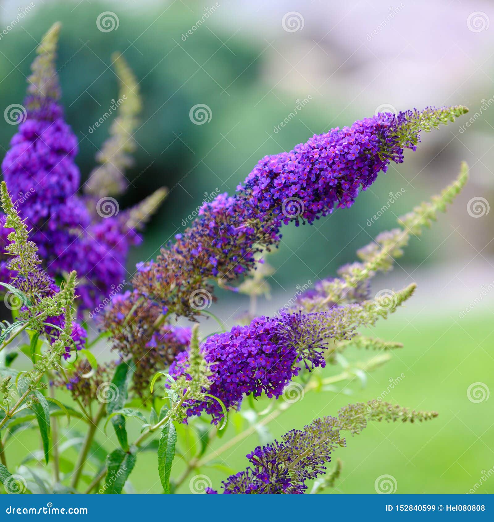 buddleja cultivars - summer bird blue - summer lilac, butterfly bush