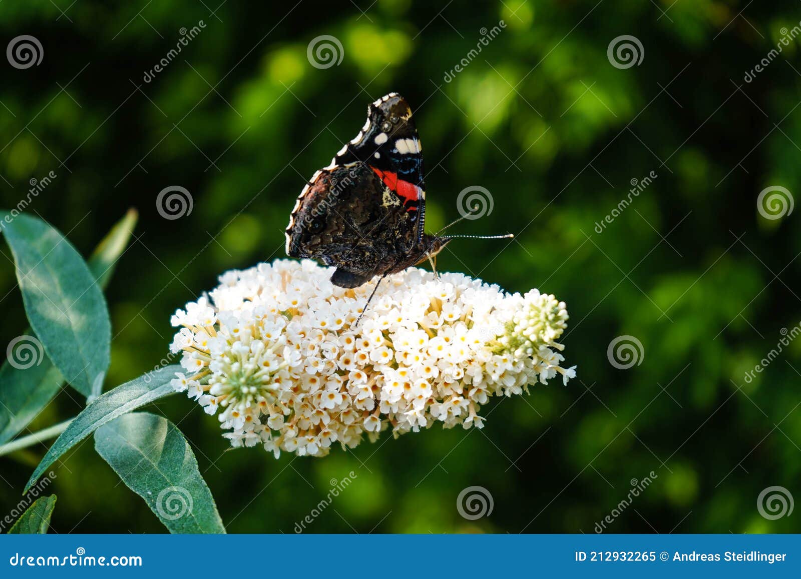 Plant In A Box - Buddleja Davidii Mix - 6 Diversi Cespugli Di Farfalle - Viola, Lilla, Bianco - Foto 6