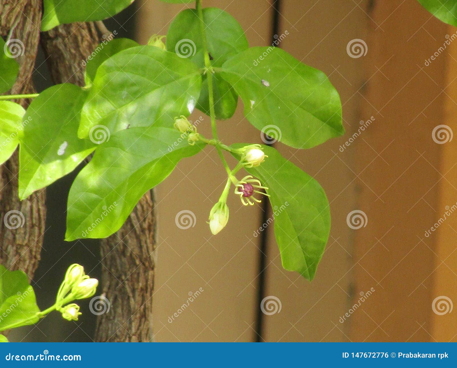 Buddy flower stock photo. Image of ready, buddy, flower 147672776