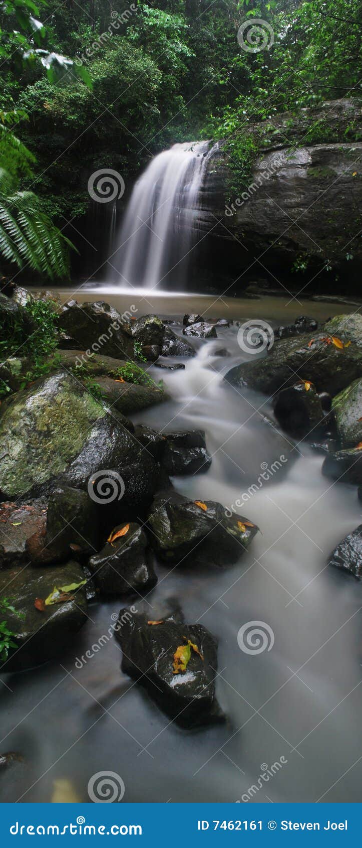 Buderim Falls Stock Image Image Of Growing Rain Flowing 7462161
