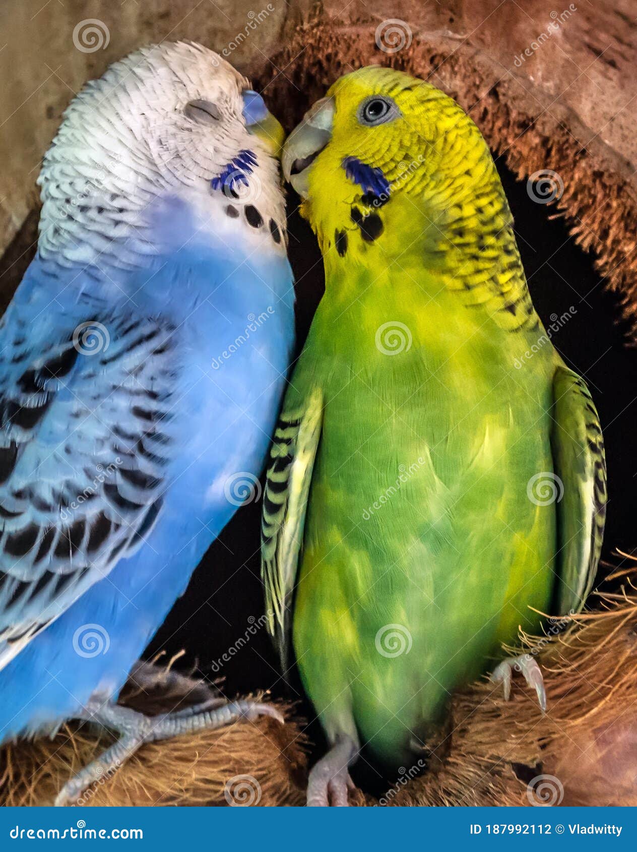 Budgerigar Australian Parakeet Melopsittacus Undulatus Parrot Pet Bird Stock - Image of fauna, background: