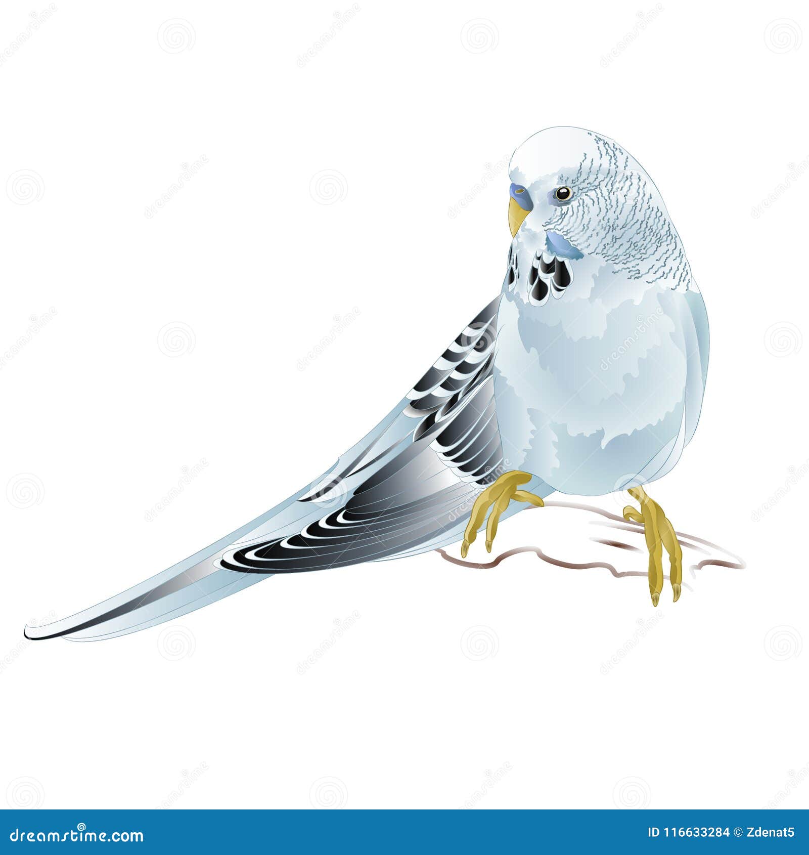 Blue Parakeet Stock Illustrations – 9,529 Blue Parakeet Blue Parakeet Stock Illustrations – 9,529 Blue Parakeet