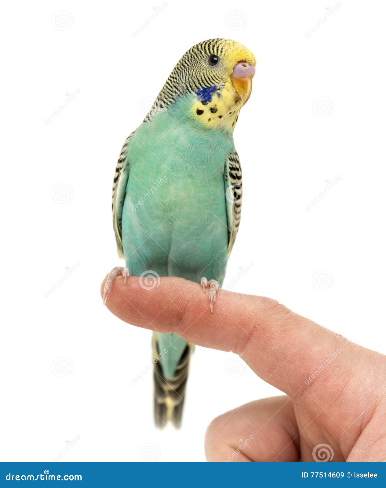 Budgerigar Parakeet Perched on a Finger Stock Image Image of perch, isolated 77514609