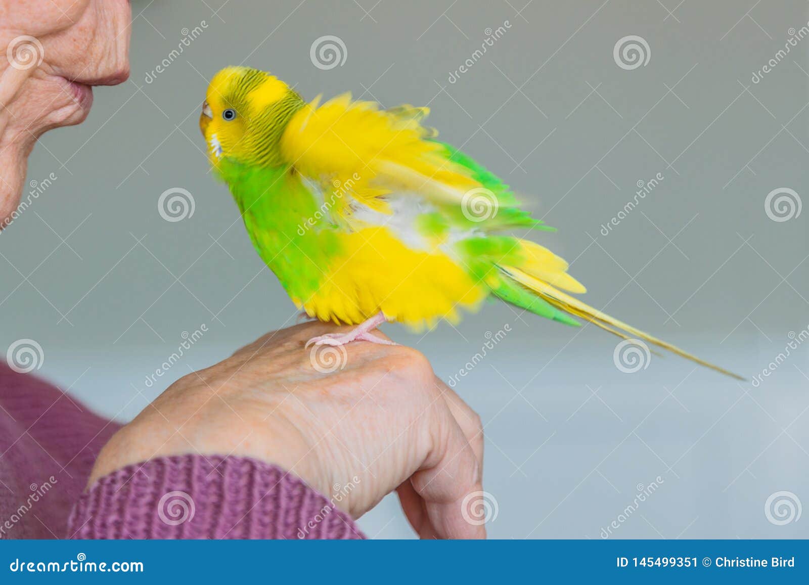 A Budgerigar Parakeet Sitting On A Senior Man's Hand With Her