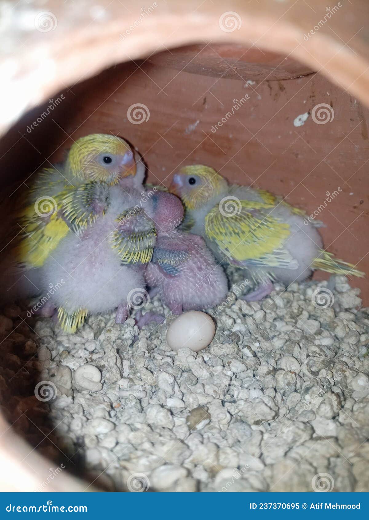 Budgie Baby . Budgies Pet Lovers .Cute Budgie Bay In My Home Stock Image -  Image Of Wildlife, Yellow: 237370695